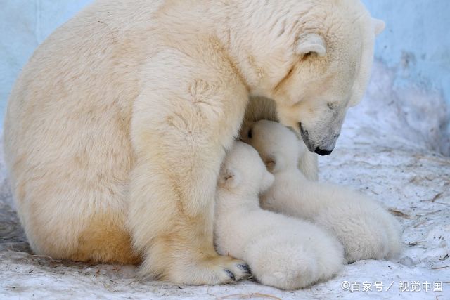 俄罗斯3个月大北极熊宝宝,挤妈妈怀里喝奶,画面温馨暖人!